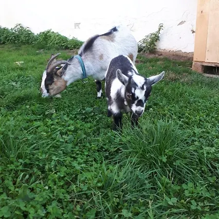 Dorfhof Bauer 公寓 里格斯堡