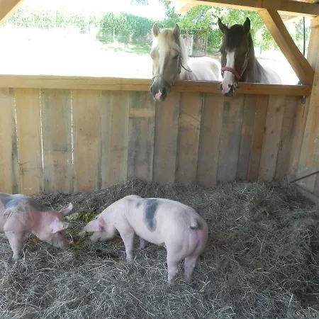 Dorfhof Bauer * 里格斯堡