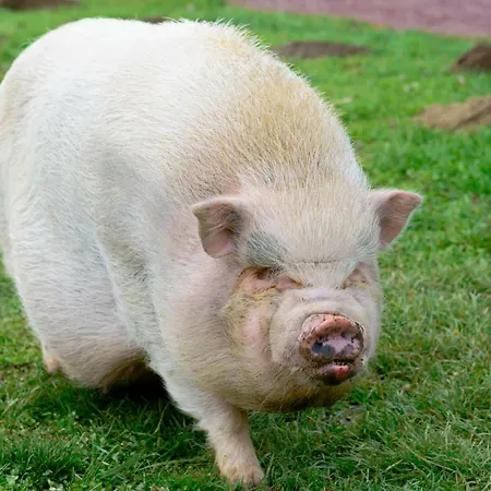 Dorfhof Bauer * Riegersburg