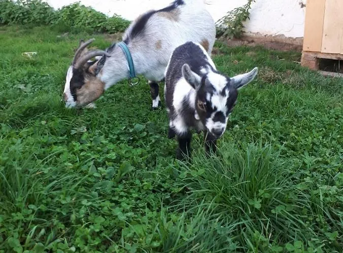 Dorfhof Bauer شقة ريغرسبورغ