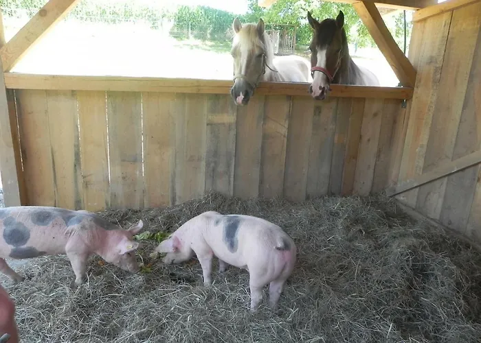 Dorfhof Bauer * ريغرسبورغ