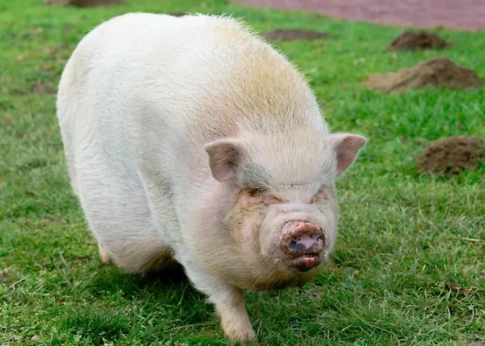 Dorfhof Bauer * ريغرسبورغ